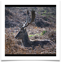 DEER - Des Hawley